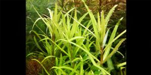 Погостемон Ятабіанус / Pogostemon Yatabeanus