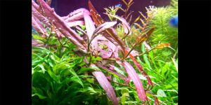 Полігонум Порто Велхо / Polygonum Porto Velho