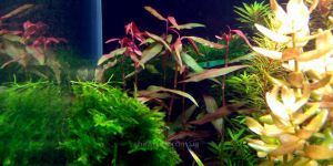 Полігоніум Сан-Пауло / Polygonum sp. Sao Paulo