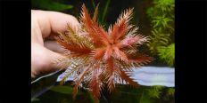 Прозерпинака Палюстрис / Proserpinaca Palustris