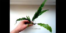 Папороть Pteridophyta x Kiat