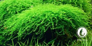 Мох Королівський / Queen moss / Amblystegiaceae sp. Manaus