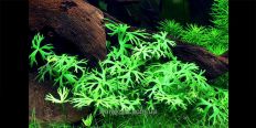 Водный лютик / Ranunculus Inundatus
