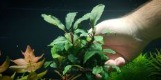 Bucephalandra sp. Red Aphrodisiac Nanga Sukayat