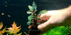 Буцефаландра Bucephalandra sp. Red Ruby Hulu Kapuas