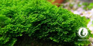 Мох Рікардія Хамедріфолія / Riccardia Chamedryfolia