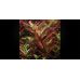 Ротала Колората / Rotala sp. Colorata