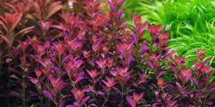 Ротала рамосіор Флорида / Rotala ramosior Florida Ротала рамосіор Флорида / Rotala ramosior Florida