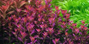 Ротала рамосіор Флорида / Rotala ramosior Florida