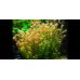 Ротала Круглолистна / Ротала Індійська / Rotala Rotundifolia/ Rotala Indica