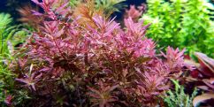 Ротала Макрандра Баттерфляй / Rotala Macrandra Butterfly