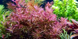 Ротала Макрандра Баттерфляй / Rotala Macrandra Butterfly