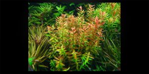 Ротала Макрандра Зелена / Rotala Macrandra Green