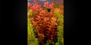 Ротала Макрандра Червона / Rotala Macrandra Red