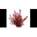Ротала Макрандра Червона / Rotala Macrandra Red