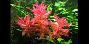 Ротала Макрандра Тигр / Rotala macrandra Variegated sp Tiger