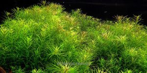 Ротала Наньєншан / Rotala sp. Nanjenshan