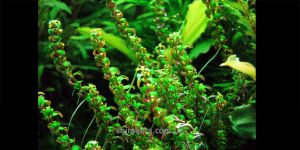 Ротала Перлс / Rotala sp. Pearls