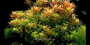 Ротала Круглолистна / Ротала Індійська / Rotala Rotundifolia/ Rotala Indica