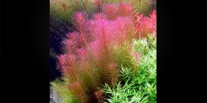 Ротала Валліха / Rotala Wallichii