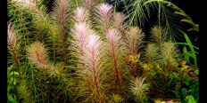 Ротала Валліха В'єтнам / Rotala Wallichii sp. Vietnam