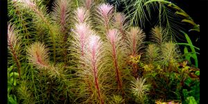 Ротала Валліха В'єтнам / Rotala Wallichii sp. Vietnam