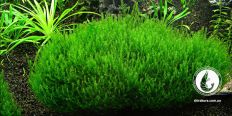 Мох Стрінги / Stringy moss / Leptodictyum riparium