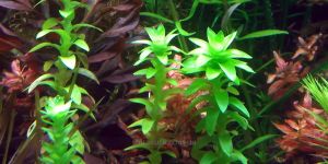 Тоніна річкова / Tonina Fluviatilis