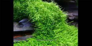 Утрікулярія грамініфолія / Utricularia Graminifolia