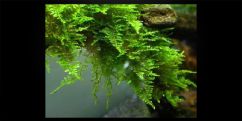 Мох китайський / Vesicularia sp. China Moss Мох китайський / Vesicularia sp. China Moss