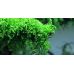 Мох Плакучий / Weeping Moss
