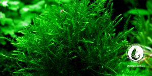 Мох Віллоу / Willow Moss / Fontinalis antipyretica