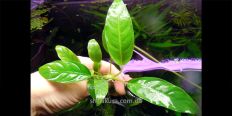 Анубіас Anubias Barteri var. Short & Sharp
