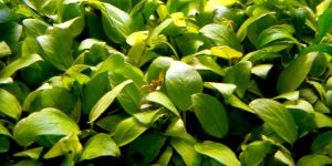 Анубіас Anubias Nana Golden