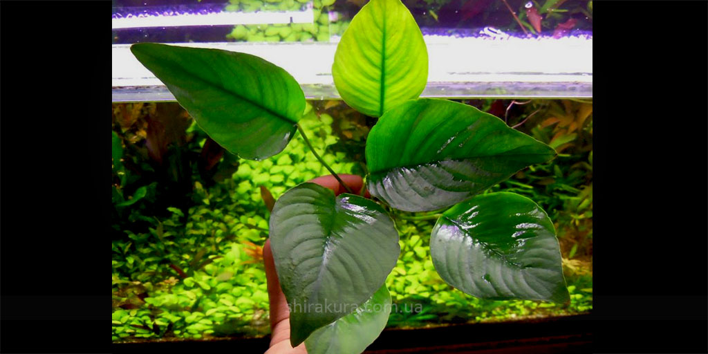 Анубиас Anubias sp. Gabon